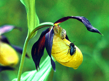 Frauenschuh2_416x312