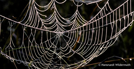 Spinnennetz3_Ausschnitt_460x240c